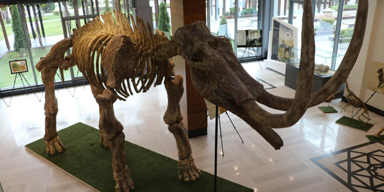 Kayseri'de bulunan 7,5 milyon yıllık fosiller sergilenecek 