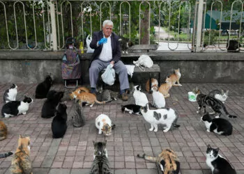 'kedilerin babası', her sabah 700 kediye mama taşıyor