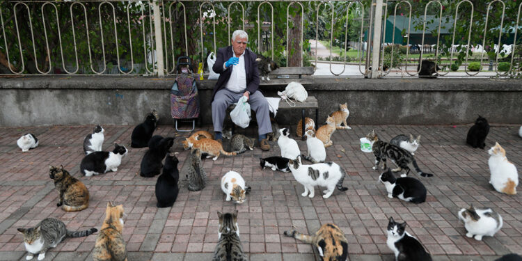 'Kedilerin babası', her sabah 700 kediye mama taşıyor