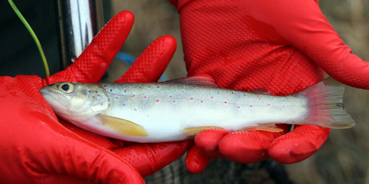 Kırmızı benekli alabalık bitme noktasında