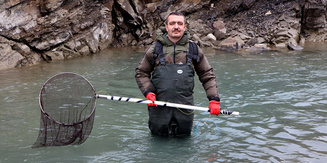 Kırmızı benekli alabalık bitme noktasında