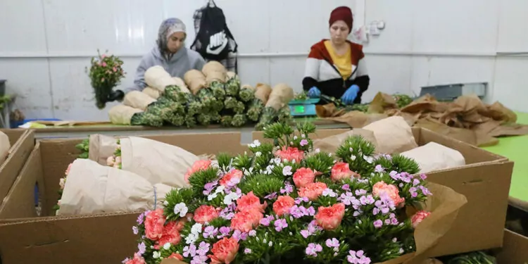 Kişi başı yıllık çiçek tüketimi avrupa'da 100, türkiye'de 3 euro