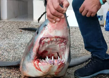 Kıyıya vuran mako türü köpek balığı, kurtarılamadı