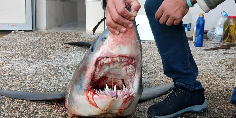 Kıyıya vuran mako türü köpek balığı, kurtarılamadı