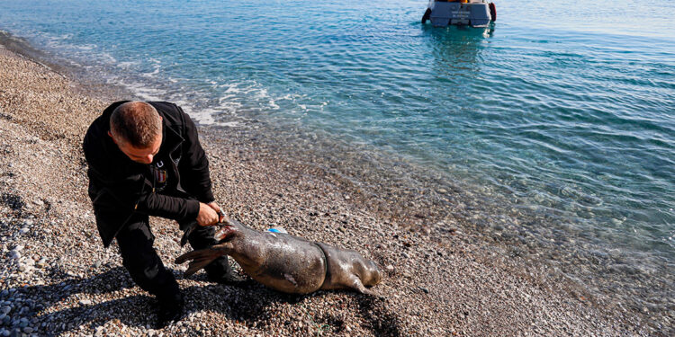 Konyaaltı sahili açıklarında ölü yavru Akdeniz foku bulundu