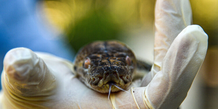 Koruma altındaki egzotik hayvanlara ziyaretçi yoğunluğu