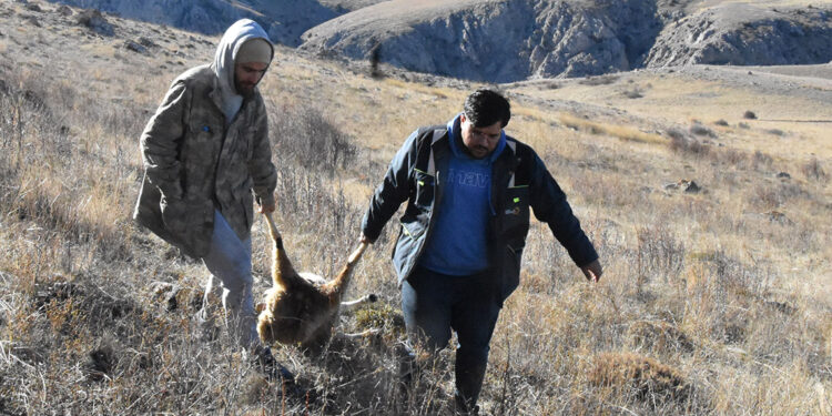 Kurtlar sürüye saldırdı; 37 koyun öldü, 18'i kayboldu