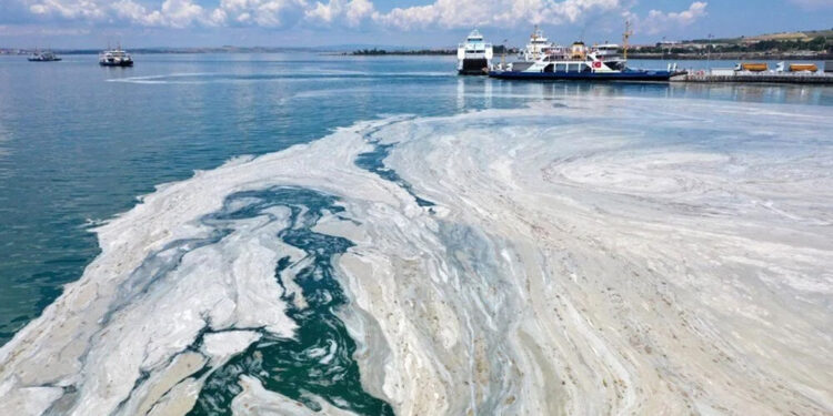 Müsilaj, balık popülasyonunu tehdit ediyor