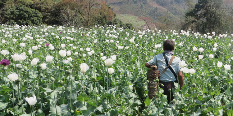 Myanmar, afyon üretiminde Afganistan’ı geride bıraktı