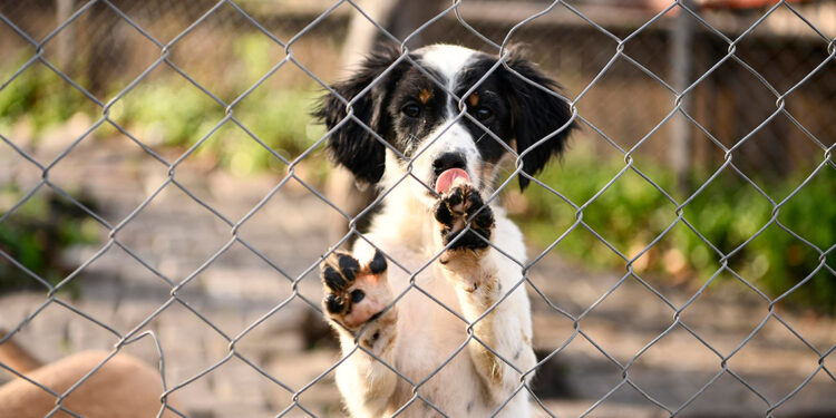 Samsun'da 4 yılda 23 bin sokak hayvanı kısırlaştırıldı