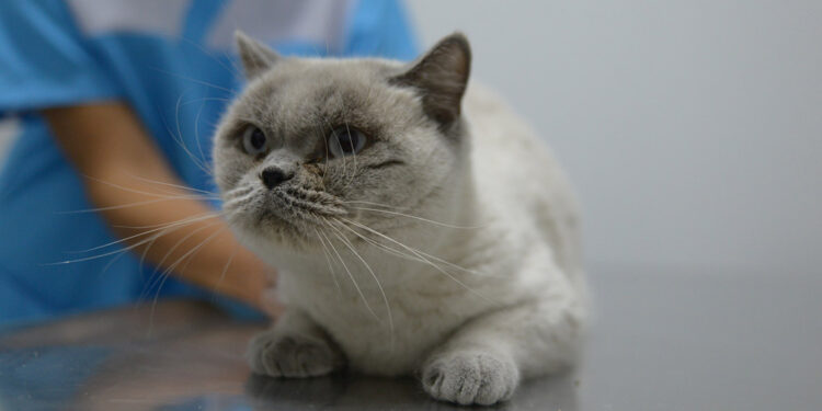 Sokağa terk edilen cins kediler sahiplendirilmeyi bekliyor