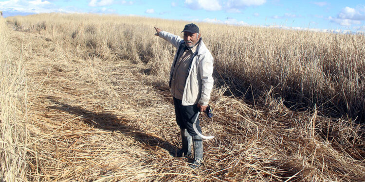 Sultan Sazlığı'ndaki kamışlar, hasat edilemedi
