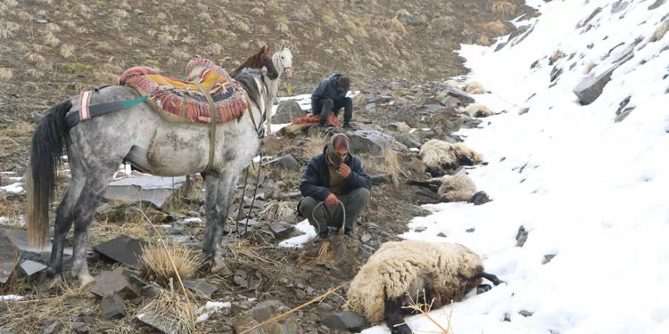 Sürüye saldıran kurtlar, 65 koyunu öldürdü