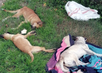 Tarsus'ta zehirlenen 10 köpek öldü