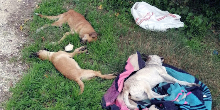 Tarsus'ta zehirlenen 10 köpek öldü