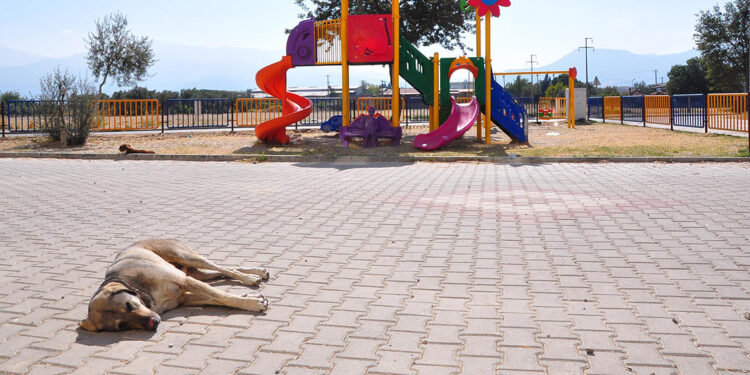 Türkiye nüfusuna eş değer sokak hayvanıyla karşı karşıya kalabiliriz