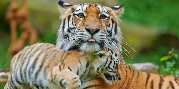 WWF-Türkiye'den 'Evlat Edinme' çağrısı