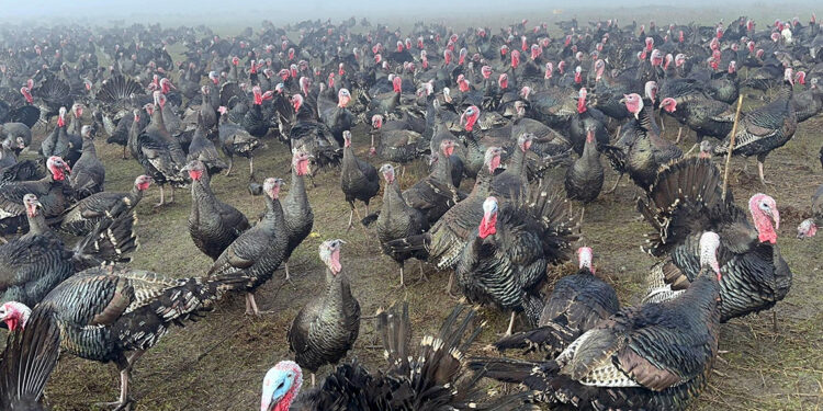 Yılbaşı hindisinin kilosu 350 lira