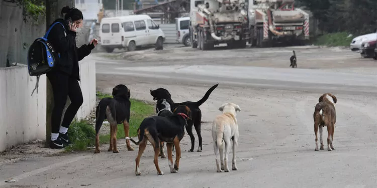 Ankara valiliği'nden belediyelere 'sokak hayvanları' talimatı