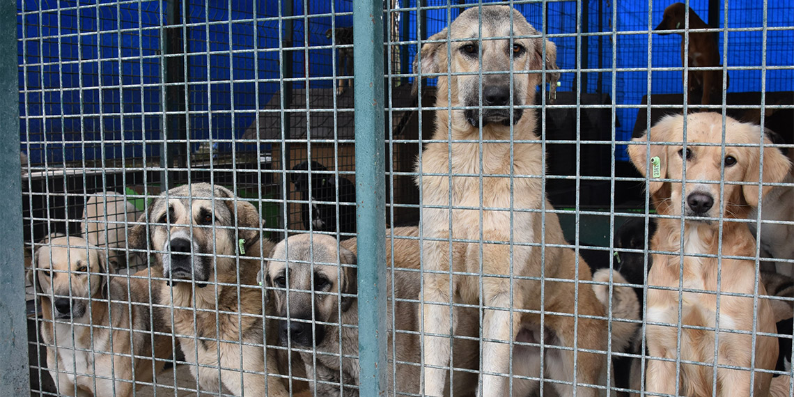 Ankara Valiliği'nden halk sağlığının ve insanların can güvenliğinin korunması amacıyla belediyelere sokak hayvanları talimatı.