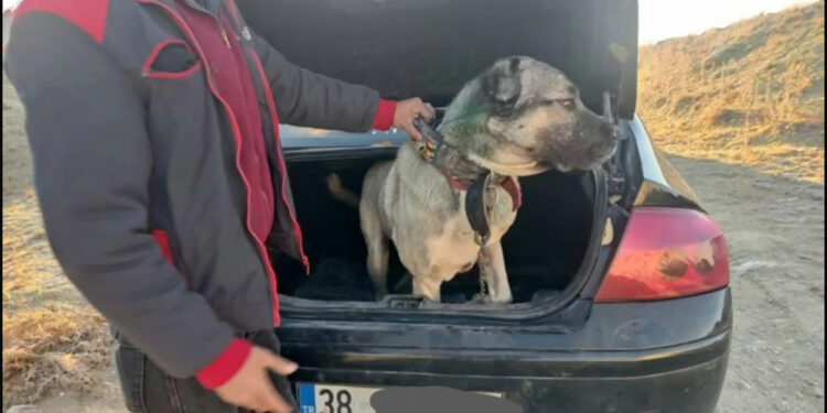 Kayseri'de köpek dövüştüren 37 kişi yakalandı