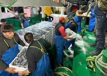 Balıkçılar 300 ton hamsiyle limana döndü
