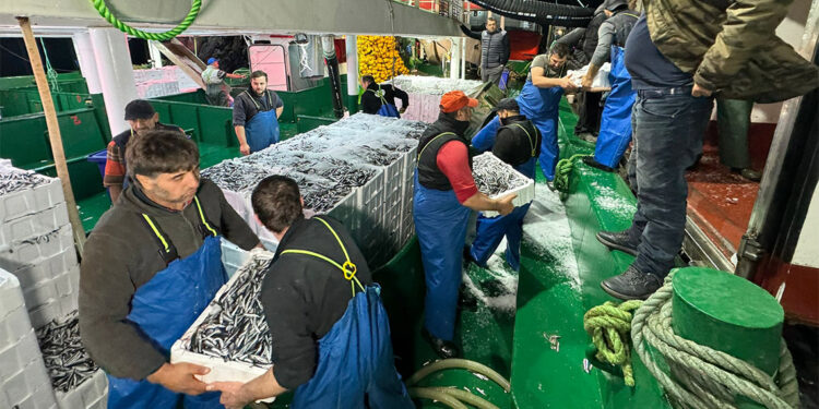 Balıkçılar 300 ton hamsiyle limana döndü