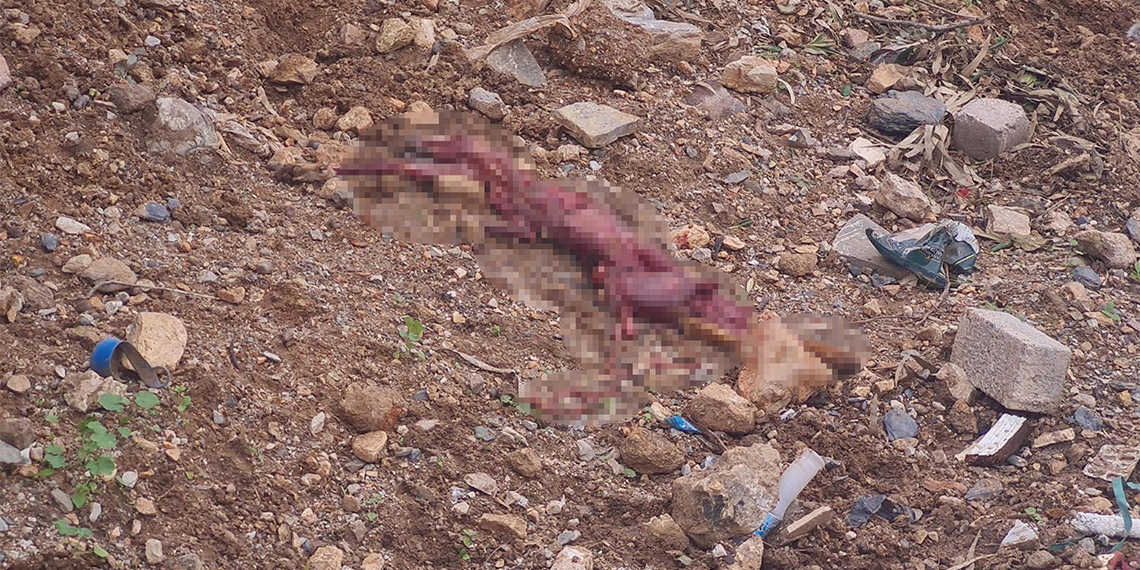 Bodrum'da derisi yüzülmüş tilki bulundu