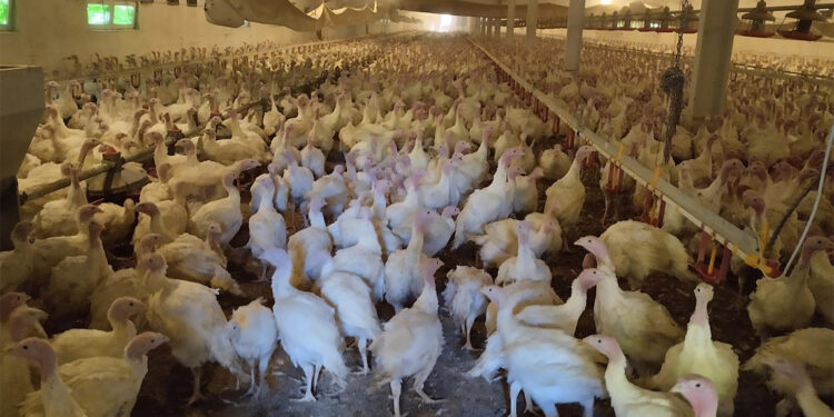 Bolu'da hindi üretilen tesiste üretim artırıldı