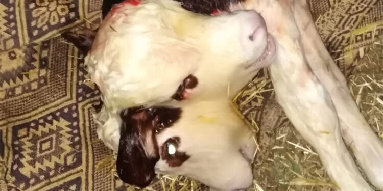 Çift başlı buzağı hayata tutunamadı