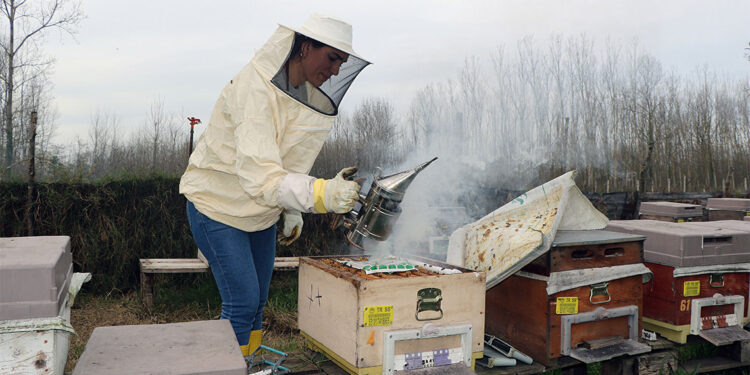 Arı korkusunu yenip arı yetiştiriciliği yaparak bal üretimine başladı