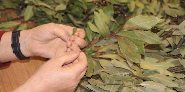 Defne yapraklarını gelir kapısı haline getirdi
