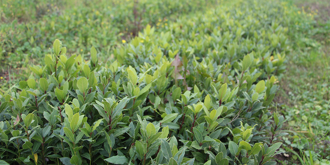 19 Mayıs Ekolojik Üreticiler Eğitim ve Yardımlaşma Derneği Başkanı Hakkı Karaman, 30 yıl önce ilçedeki ormanlardan tedarikçi firmalara göndermek için toplamaya başladığı defne yapraklarını gelir kapısı haline getirdi.