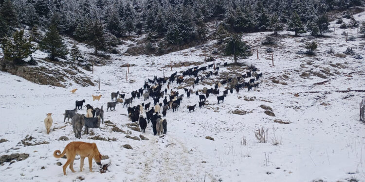 Doğu Akdeniz'de kar yağışı