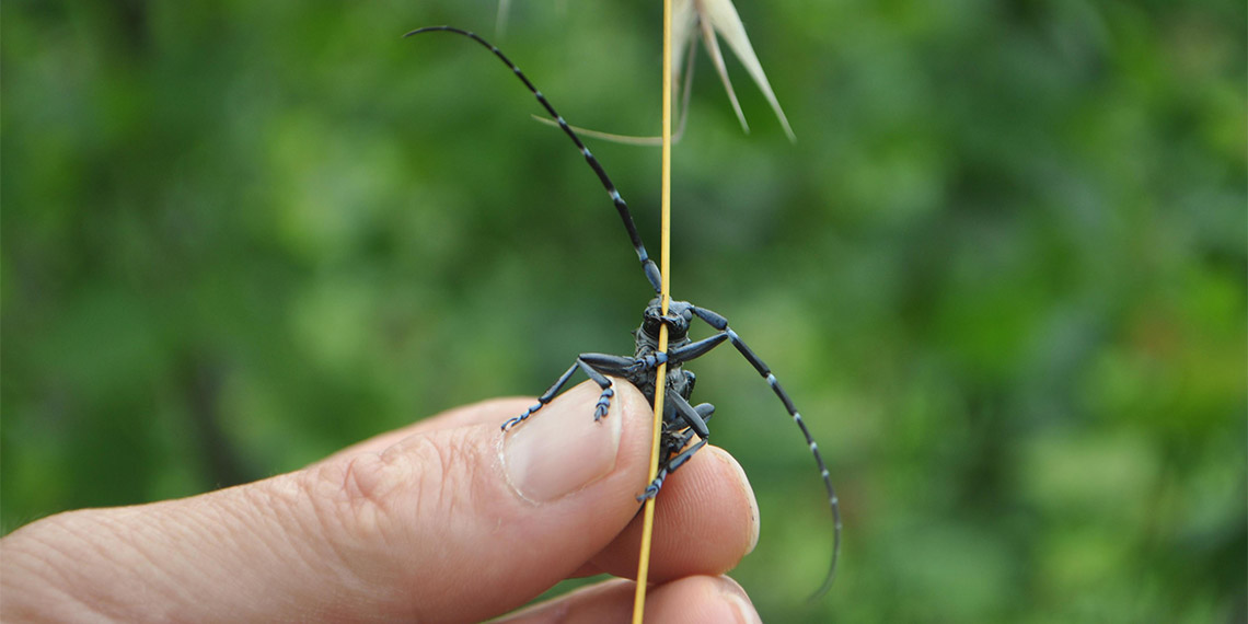 Trabzon'da 'Drakula' ile ilgili mücadele sürüyor