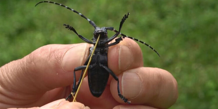 Trabzon'da 'Drakula' ile ilgili mücadele sürüyor