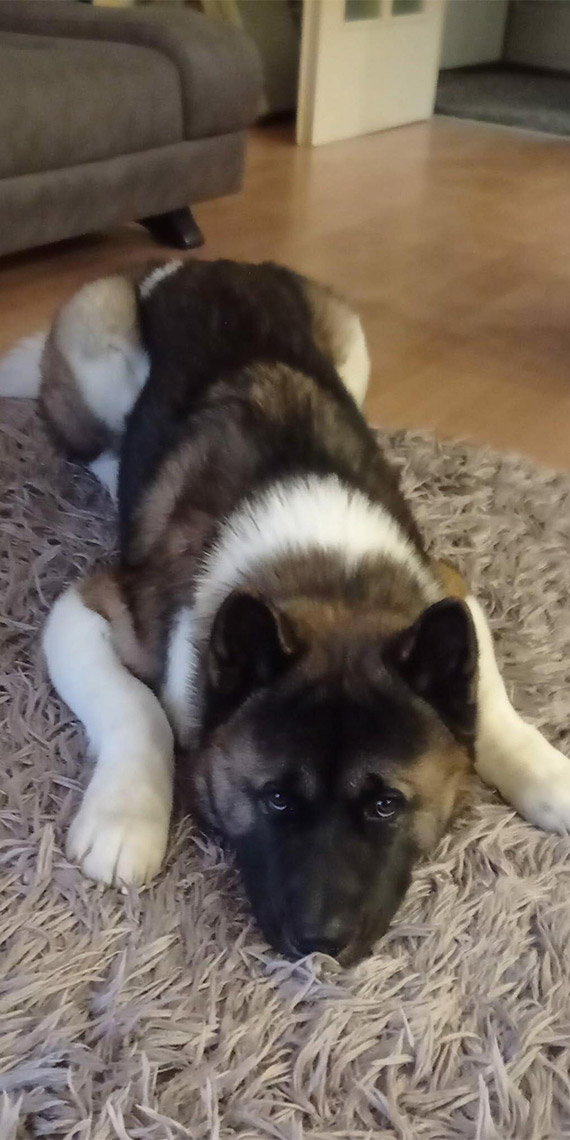 Haki'yi tekmeyle öldüren sanık 'ağızlığı yoktu'; köpeğin sahibi Sibel Gedik "Hayvanım kurt köpeği cinsi değil' dedi.