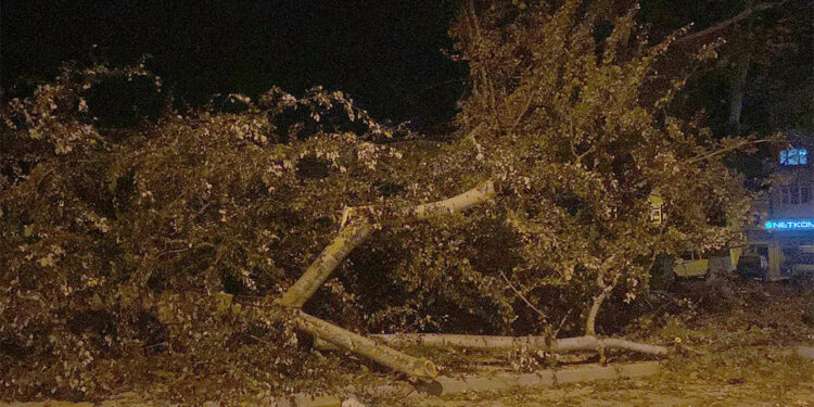 İnegöl'de lodos nedeniyle asırlık çınarlar devrildi