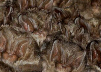 İngiltere'de yarasa popülasyonu yüzde 99 azaldı