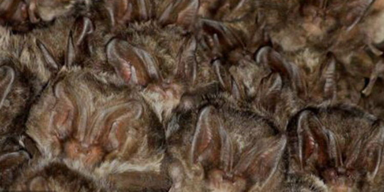 İngiltere'de yarasa popülasyonu yüzde 99 azaldı