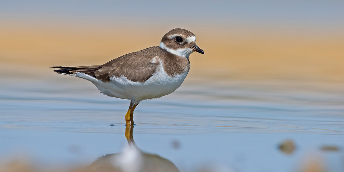 Diyarbakır'da yıl içerisinde 150 farklı kuş türüne ev sahipliği yapan Kabaklı Göleti'ndeki yapılaşma kuş türlerini tehdit ediyor.