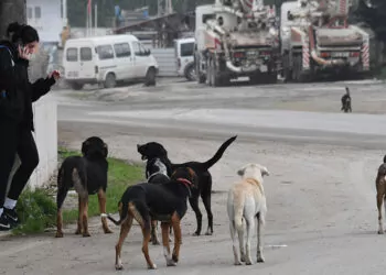 5 ildeki sahipsiz sokak köpeklerinin sayısı 99 bin