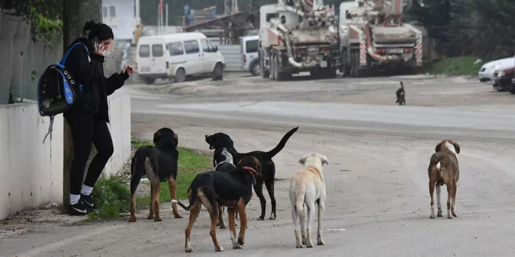 5 ildeki sahipsiz sokak köpeklerinin sayısı 99 bin