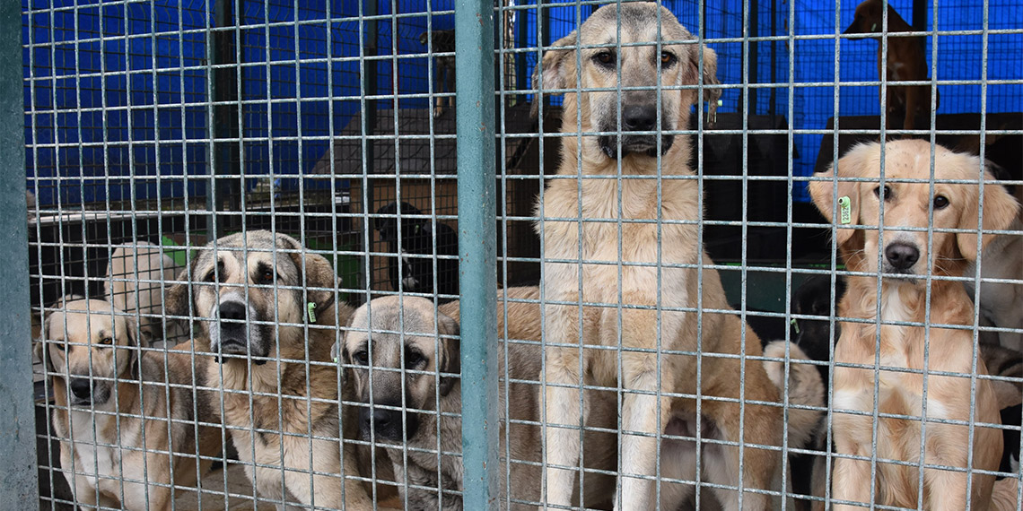 HAYKONFED Karadeniz Bölge Temsilcisi Kemal Zafer Özdemir, 5 ildeki sahipsiz sokak köpeklerinin sayısının 99 bin olduğunu belirtti.