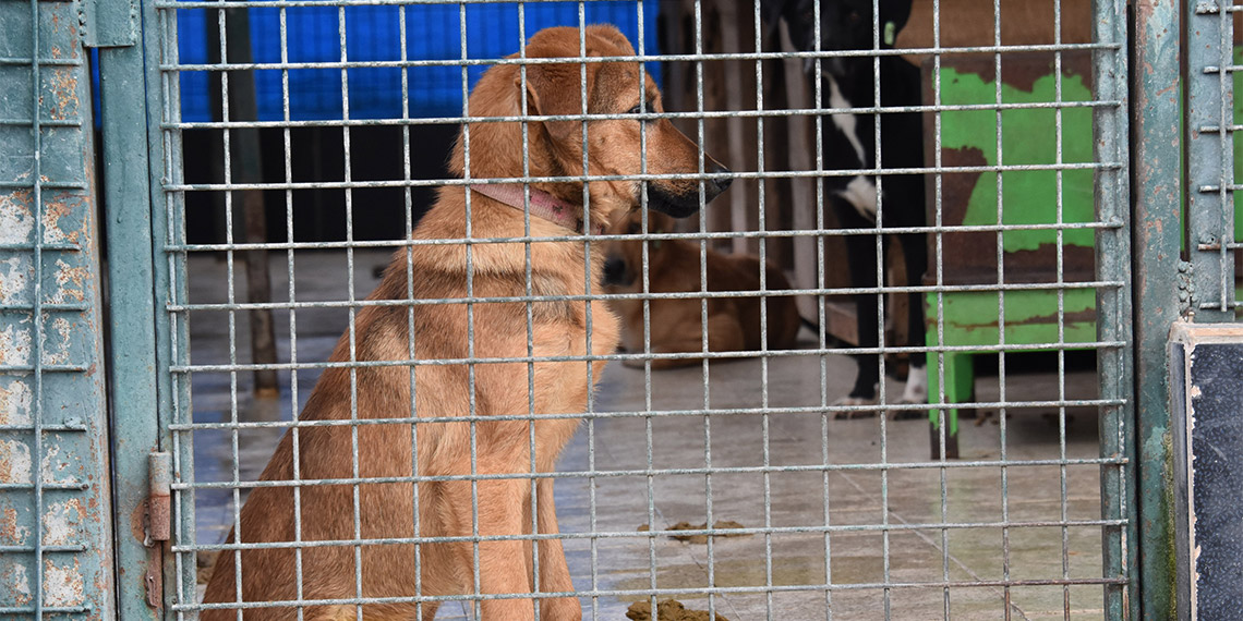5 ildeki sahipsiz sokak köpeklerinin sayısı 99 bin