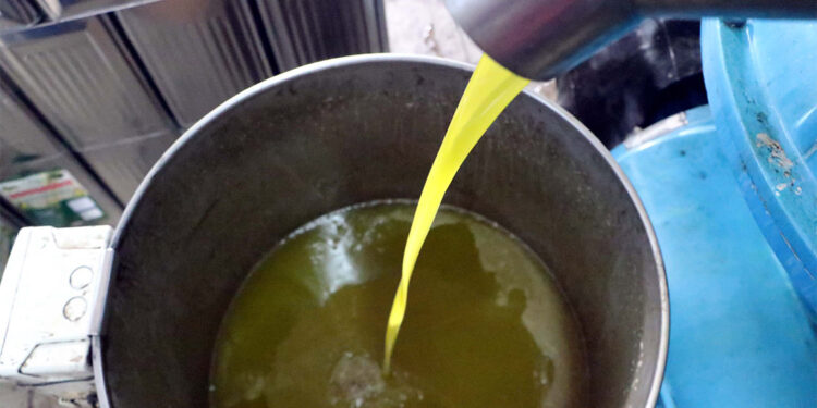 Zeytinyağında verim yüzde 50 düştü, fiyat yüzde 100 arttı