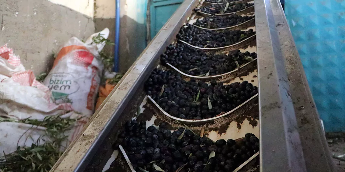 Güneydoğu anadolu bölgesi'nde zeytin üretiminin büyük bir bölümünü karşılayan gaziantep'te kuraklık nedeniyle zeytinyağında verim yüzde 50 düştü, fiyat yüzde 100 arttı.