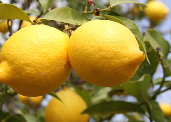 Limonda 1000 TL'lik ihracat teşviki memnun etti