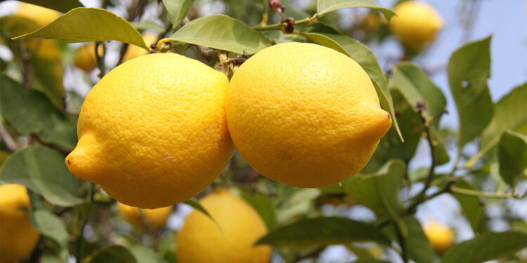 Limonda 1000 TL'lik ihracat teşviki memnun etti