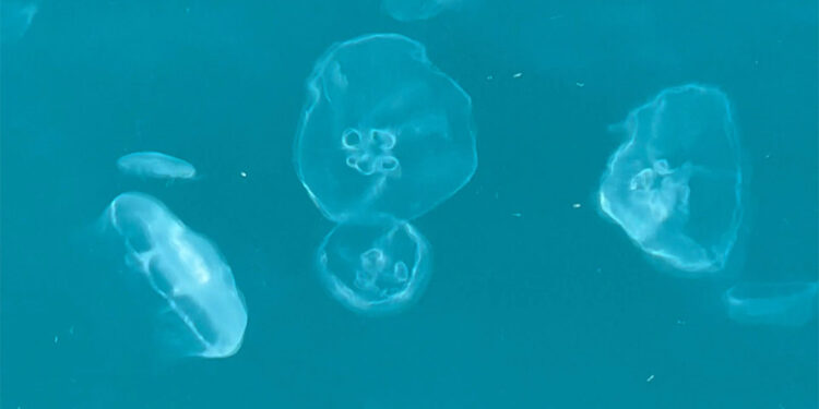 Haliç'te denizanası yoğunluğu dikkat çekici boyutlarda